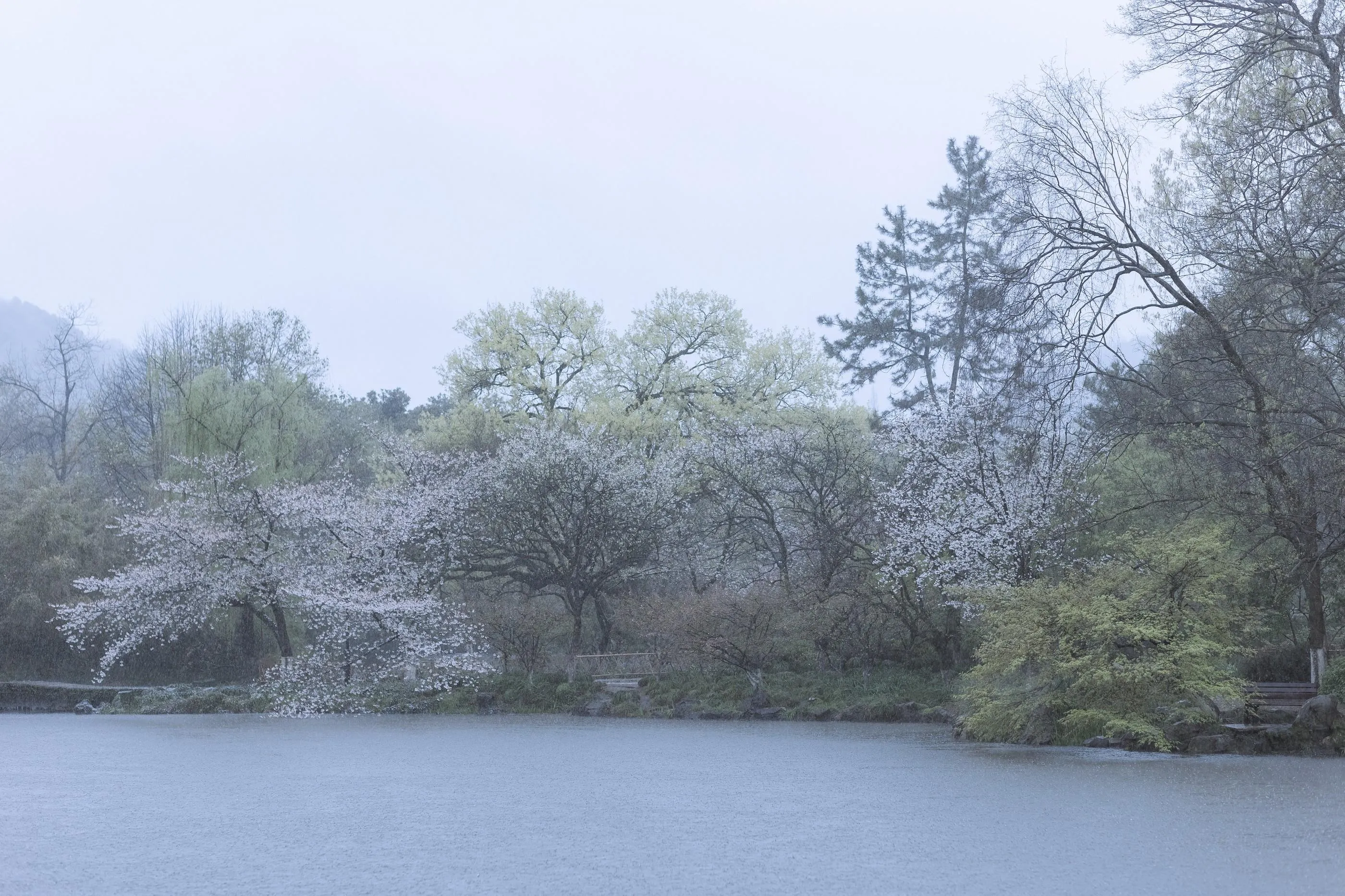 [艺图语] 2022.05.25 雨樱花 眸小妖 [46P]插图5